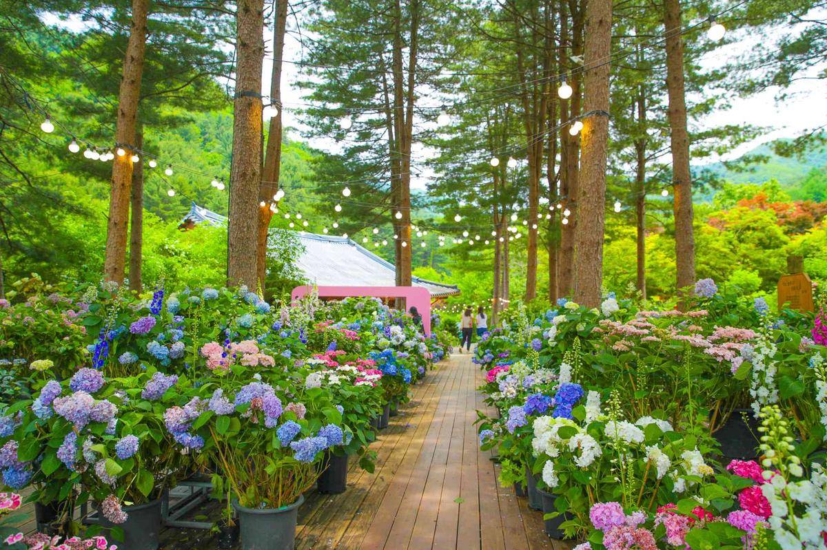 Potret 2025 Hydrangea Festival at The Garden of Morning Calm (morningcalm.co.kr)