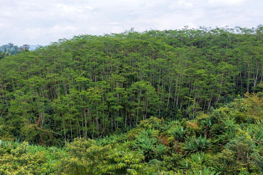KEBUN ENERGI MONOKULTUR JAMBI-FWI.jpg