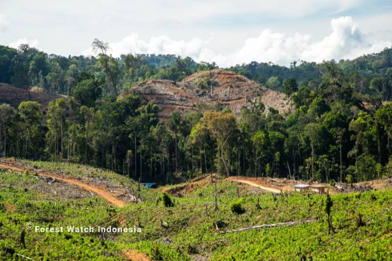 HUTAN DI POHUWATO - GORONTALO.png