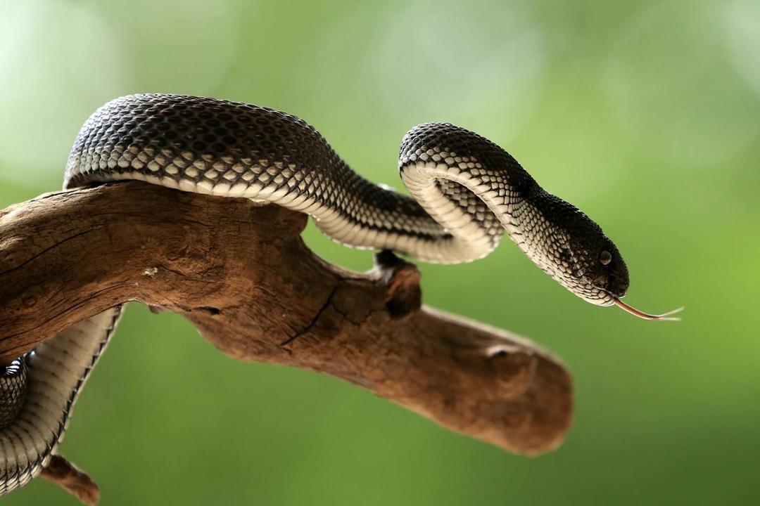 4 Fakta Ilmiah Terkait Lidah Ular yang Terbelah Dua