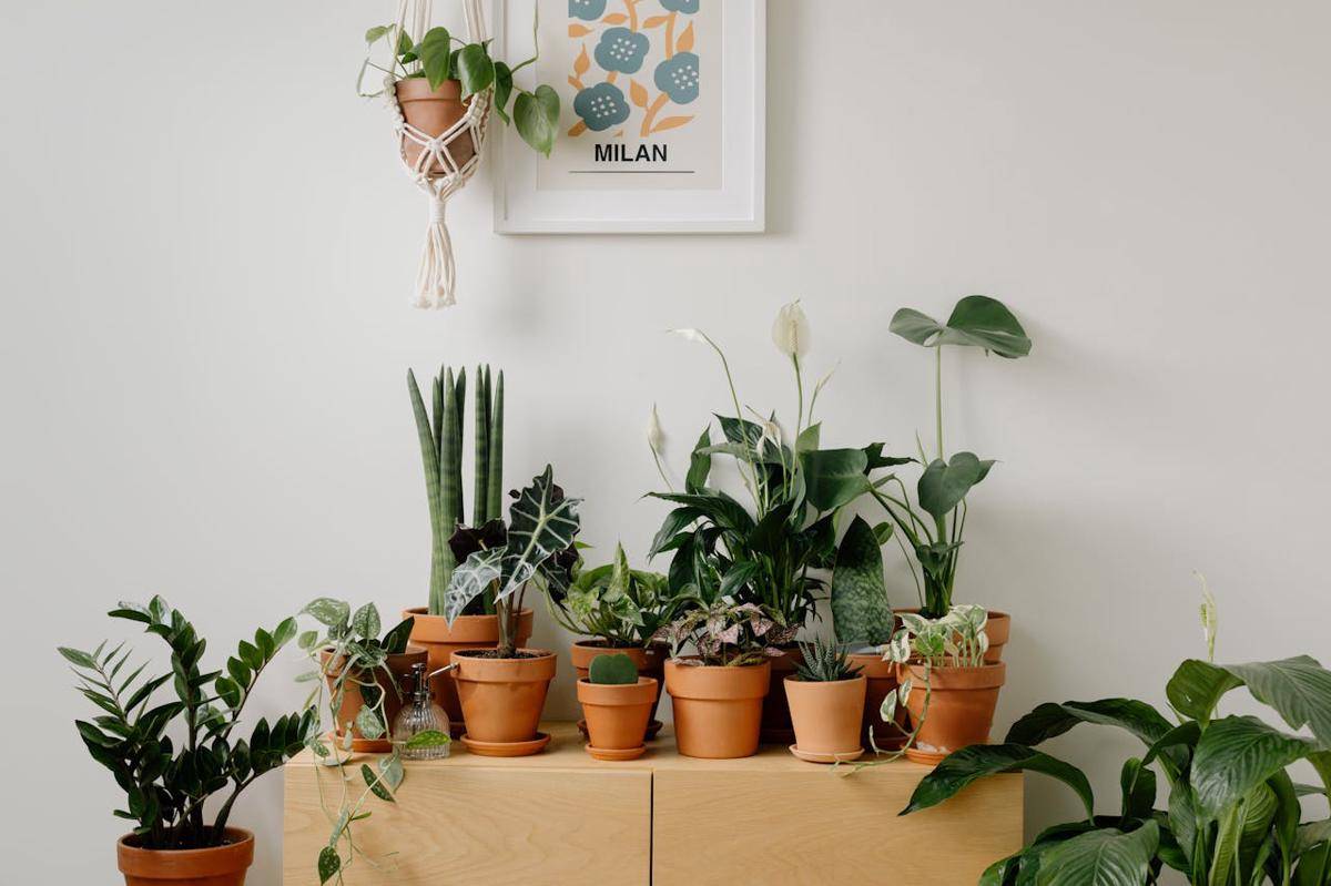 ilustrasi tanaman indoor (pexels.com/Cottonbro studio)