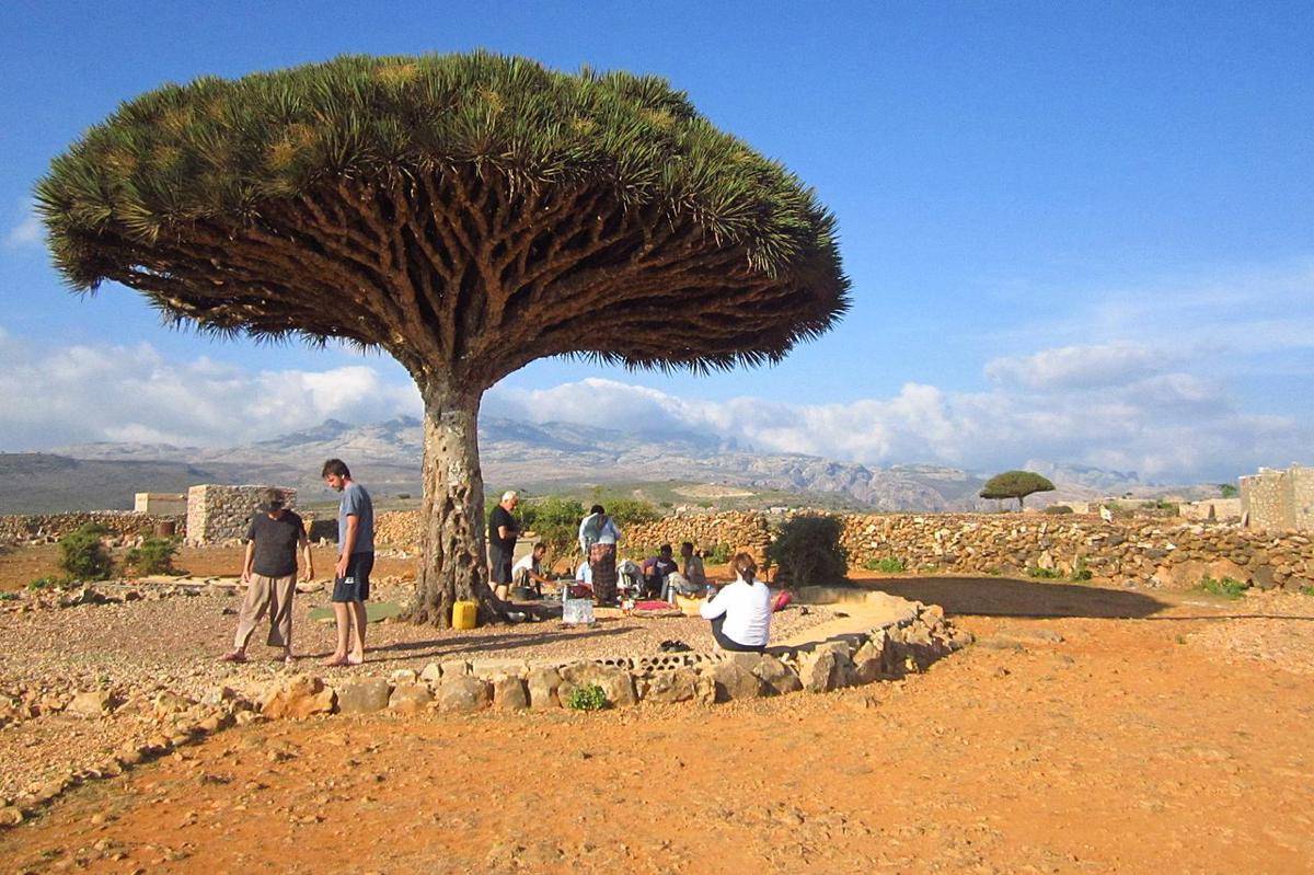 Kepulauan Socotra, Yaman (wikimedia.org/Gerry & Bonni)