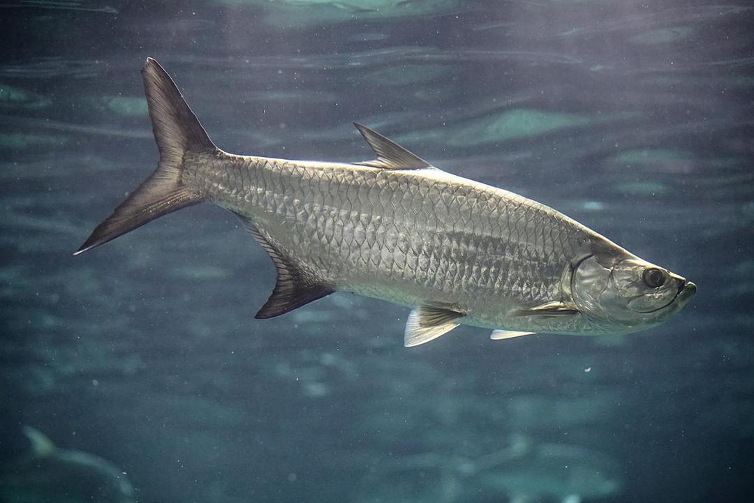 5 Fakta Menarik Tarpon Atlantik, Salah Satu Ikan Tertua yang Masih Hidup
