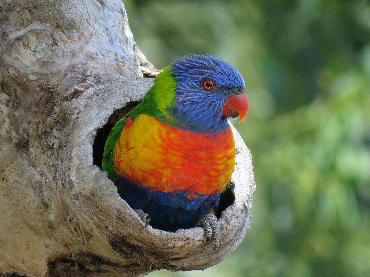 Lorikeet pelangi (commons.wikimedia.org/Calistemon)