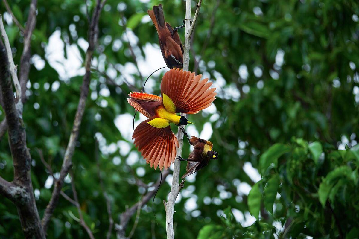 Cendrawasih merah (commons.wikimedia.org/JJ Harrison)