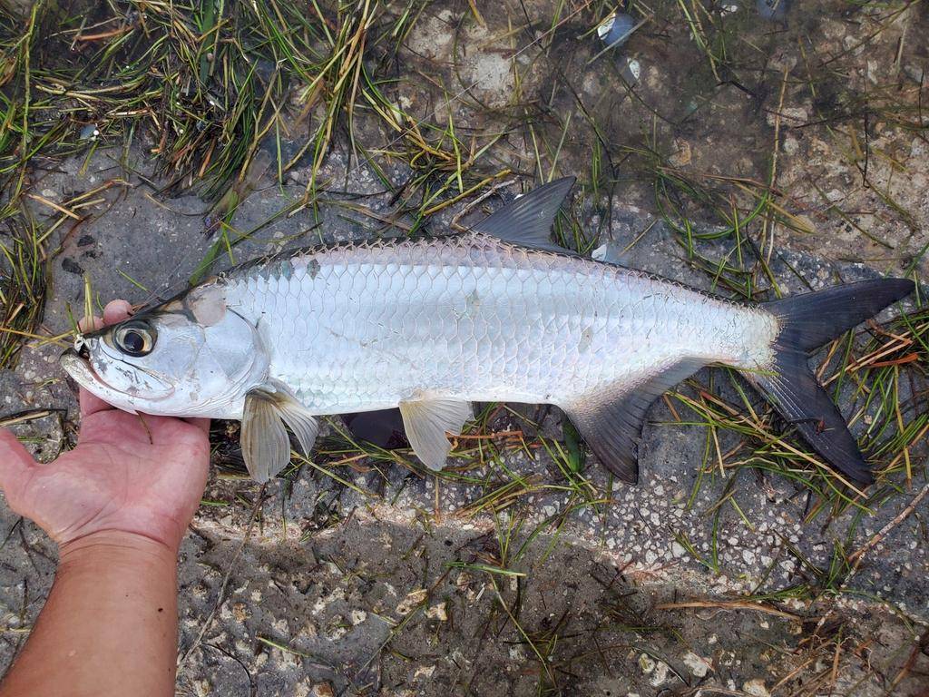 Tarpon atlantik (inaturalist.org/Drew)