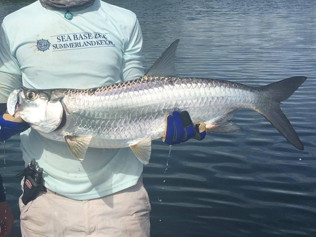 Tarpon atlantik (inaturalist.org/William Bashford)