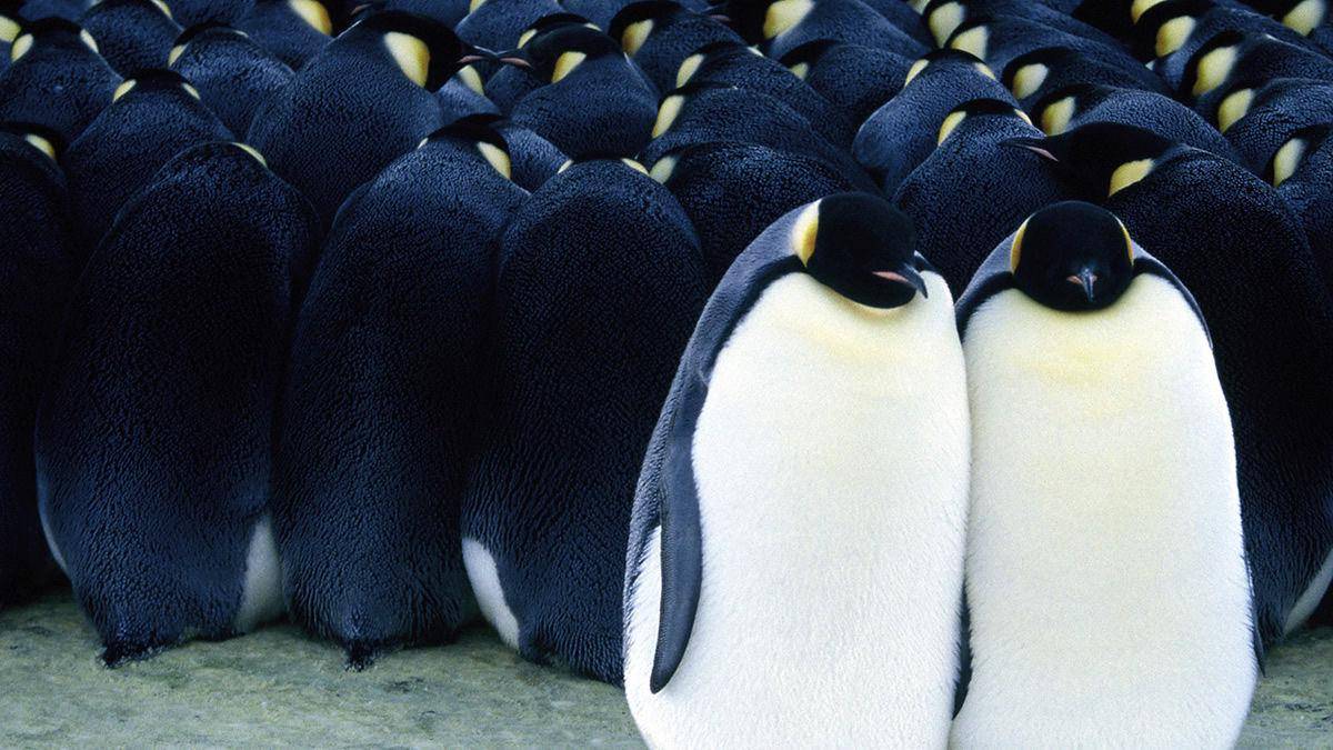 March of the Penguins (dok. Wild Bunch/March of the Penguins)
