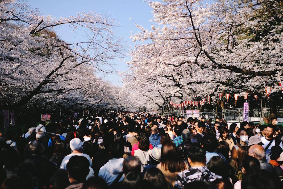 Ueno Park (unsplash.com/Trevor Paxton)