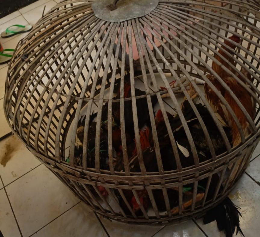 18 Orang Diamankan Usai Gelar Judi Sabung Ayam di Bandung