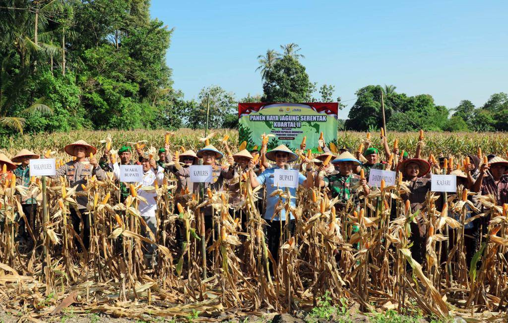 Panen Raya di Lampung Selatan, Dukung Target Swasembada Jagung 2025