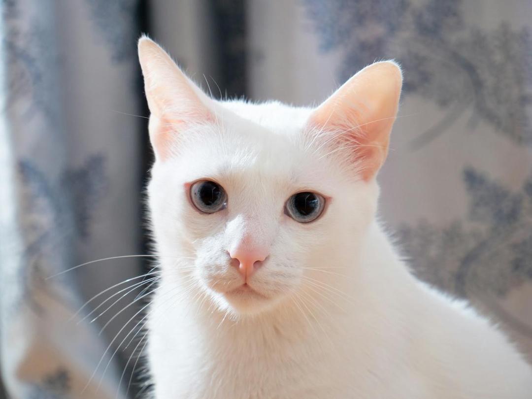 Apakah Kucing Putih Bermata Biru Pasti Tuli?