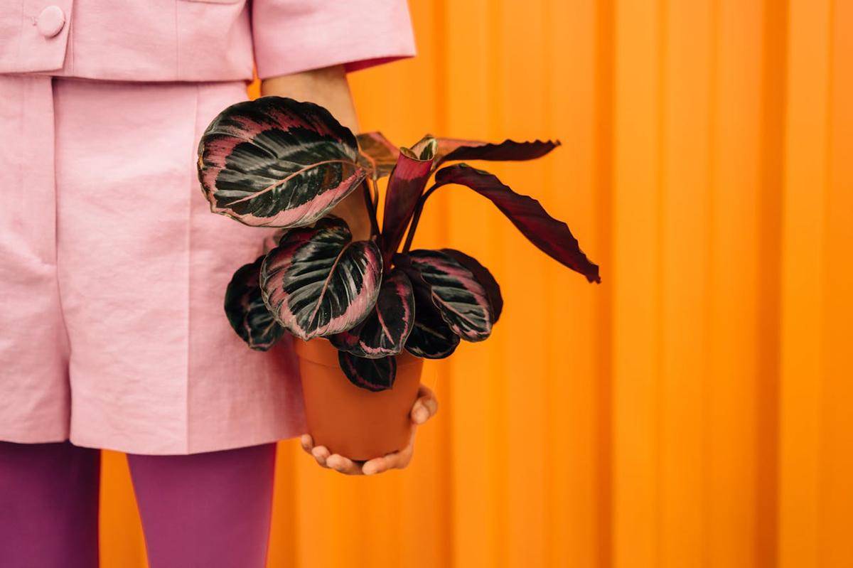 ilustrasi calathea mini (pexels.com/Cottonbro studio)
