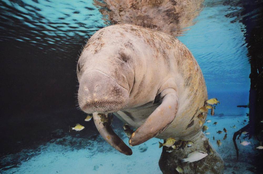 Dugong (freepik.com/DejaVu Designs)  