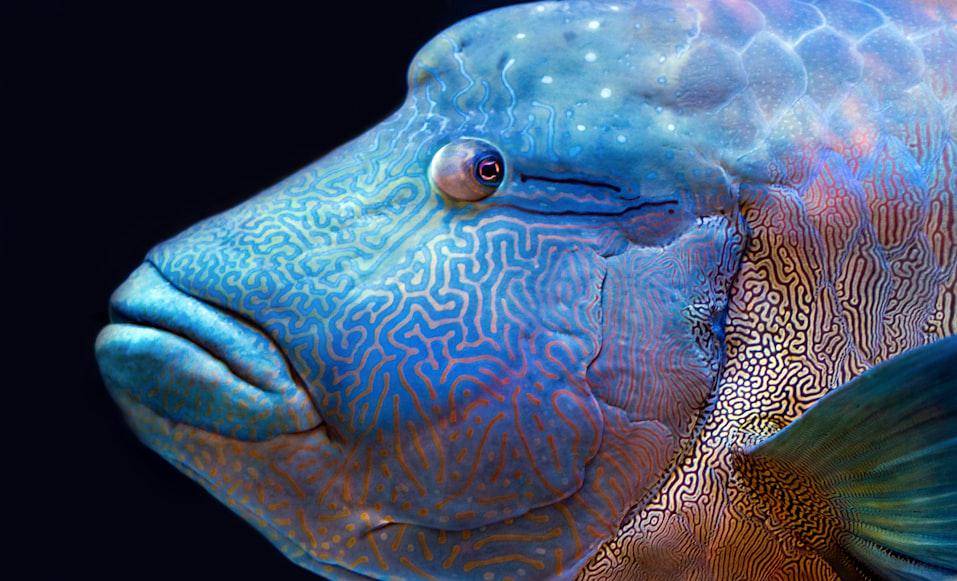 Ikan napoleon (unsplash.com/David Clode)  