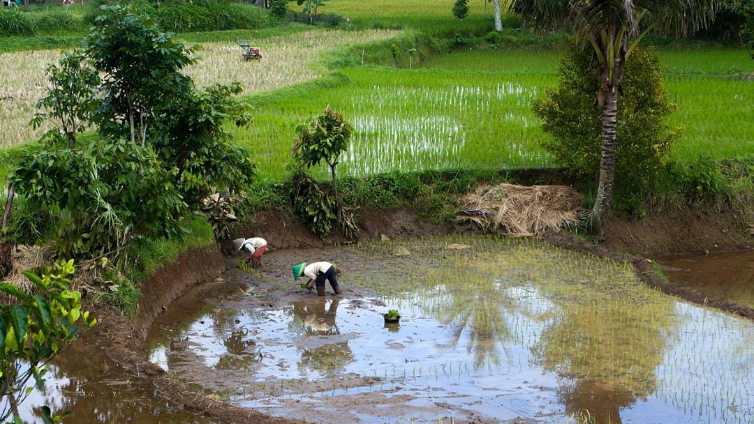300 Ribu Petani di Sumbar Tak Dapatkan Bantuan Pertanian, Kok Bisa?
