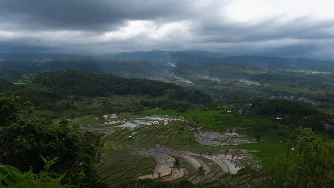 8.000 Lahan Sawah di Sumbar Alih Fungsi jadi Perumahan
