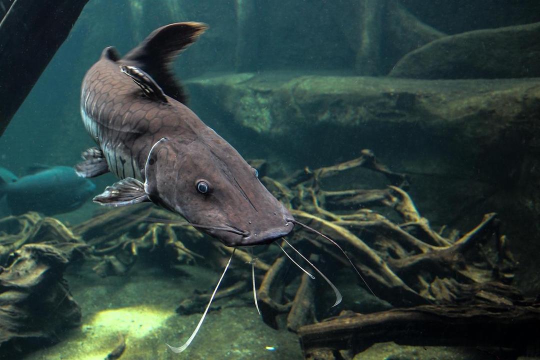 5 Ikan yang Bisa Hidup di Lumpur, Bahkan Bertahun-Tahun!