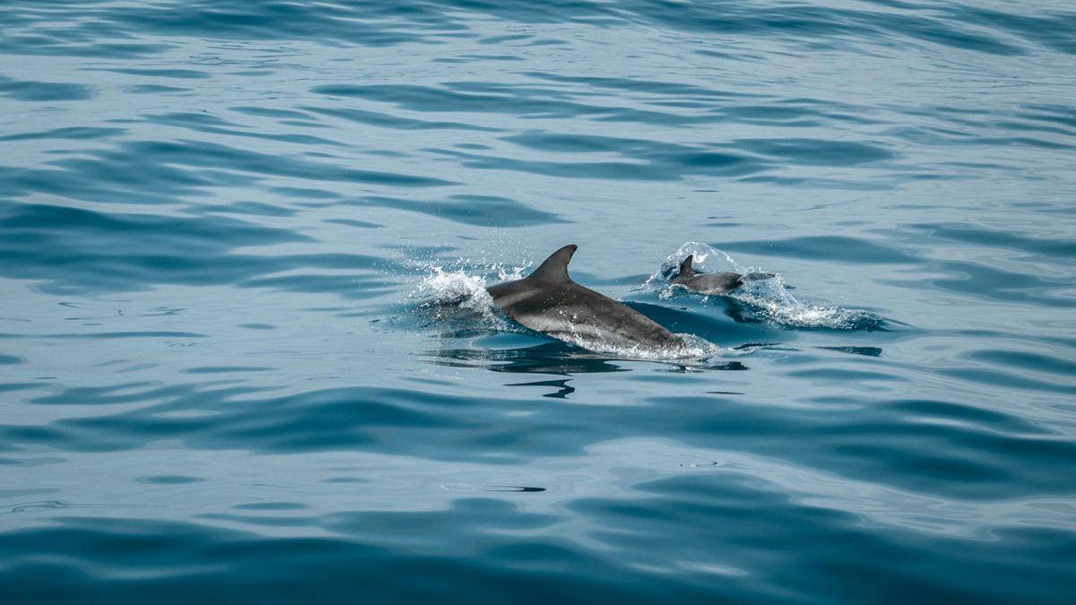 Ilustrasi vaquita (pexels.com/Jonas Von Werne)   