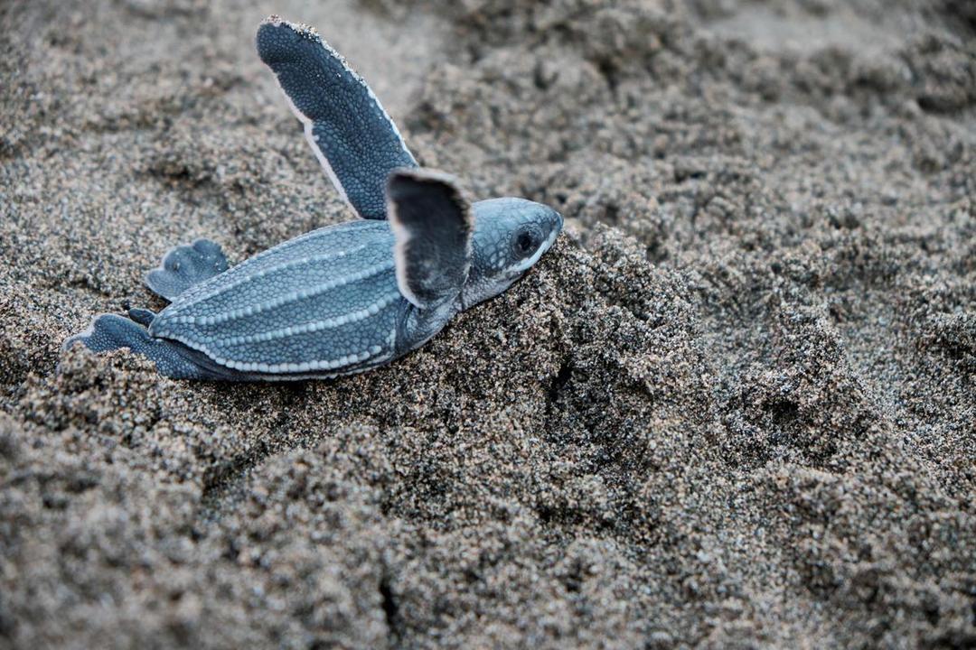 Kenapa Penyu Selalu Kembali ke Pantai Tempat Mereka Menetas?