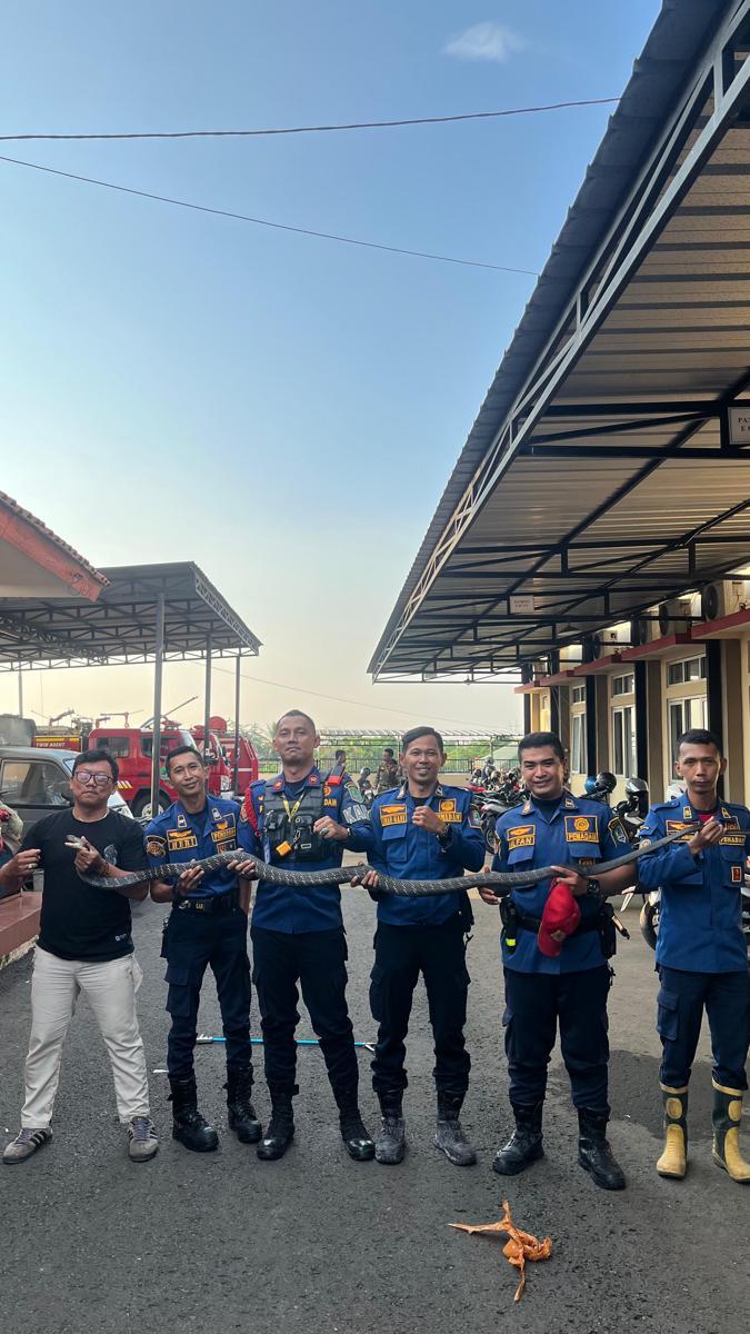 Petugas Damkar Majalengka 'Tangkap' King Kobra Sepanjang Tiga Meter di Pemukiman Warga
