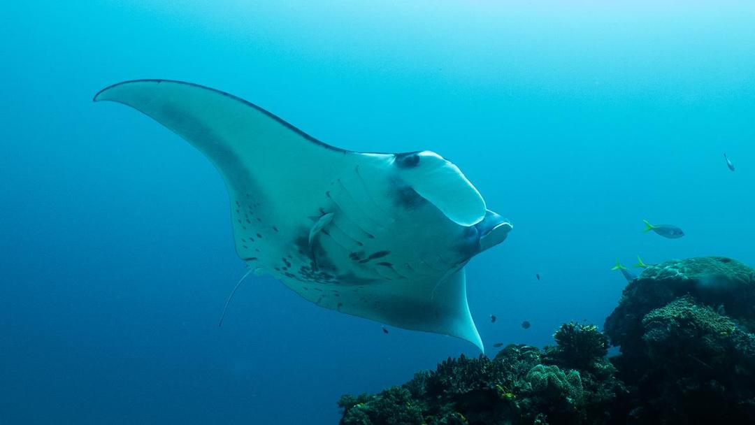 Raja Ampat dalam Angka: Menyelami Keajaiban Surga Laut Dunia di Indonesia yang Kaya Hayati dan Ekonomi