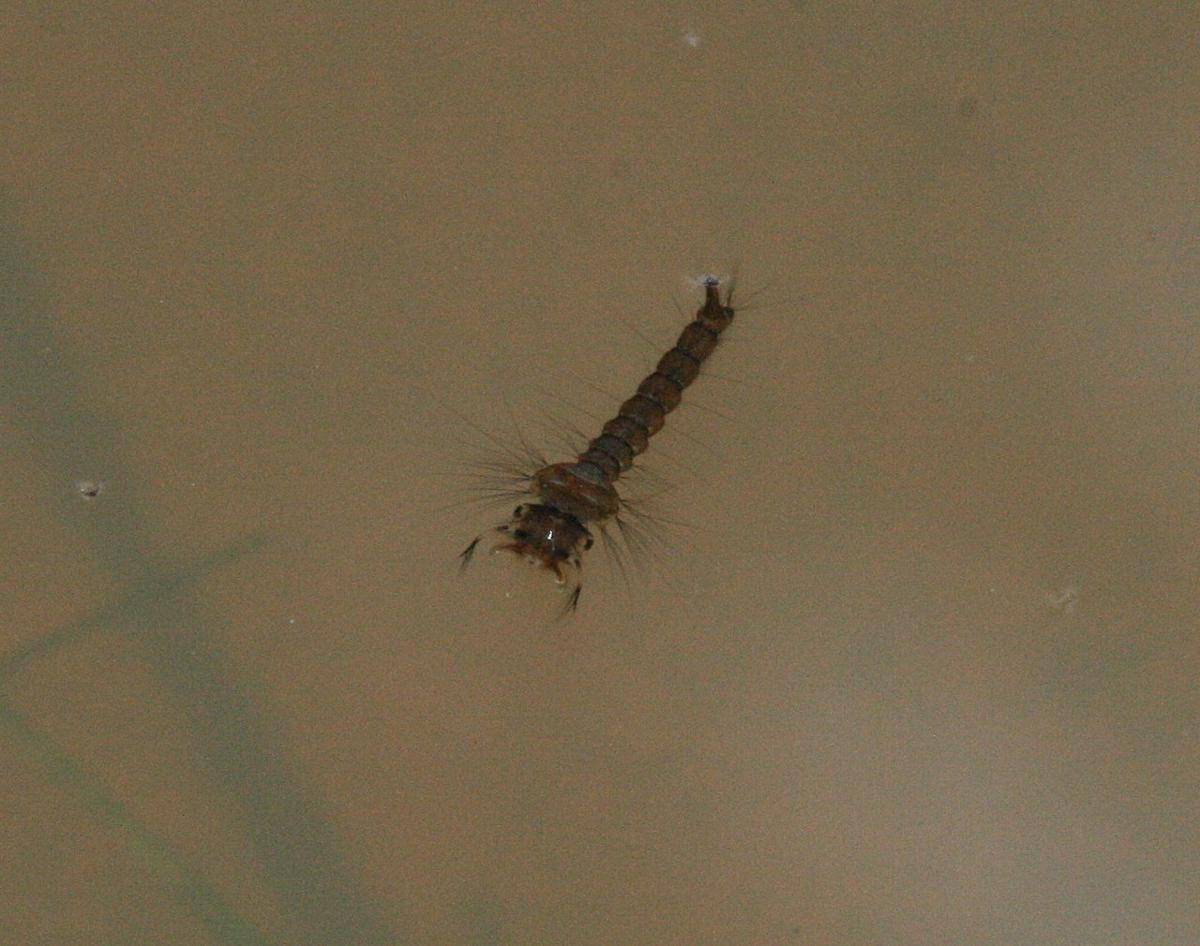 Jentik nyamuk (commons.wikimedia.org/S. Rae)