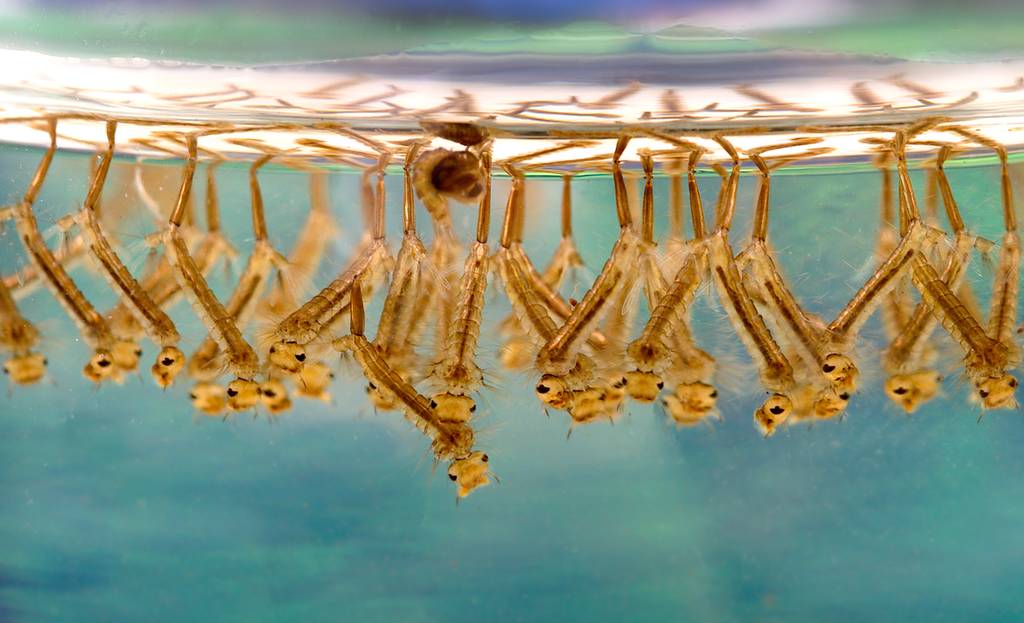 Jentik nyamuk (commons.wikimedia.org/James Gathany, CDC)