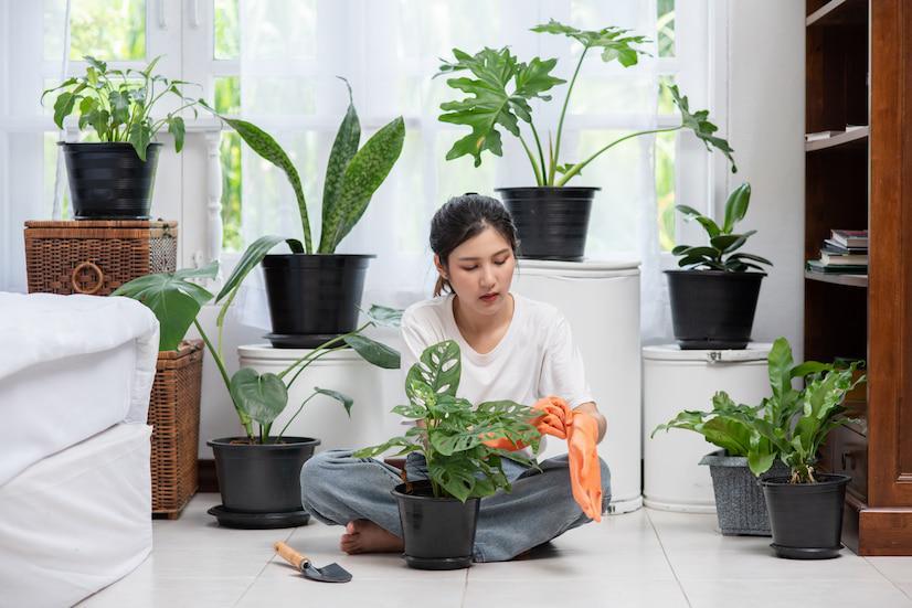 5 Tips Simpel Menjaga Tanaman Hias Tetap Bersih, Rumah Makin Asri!