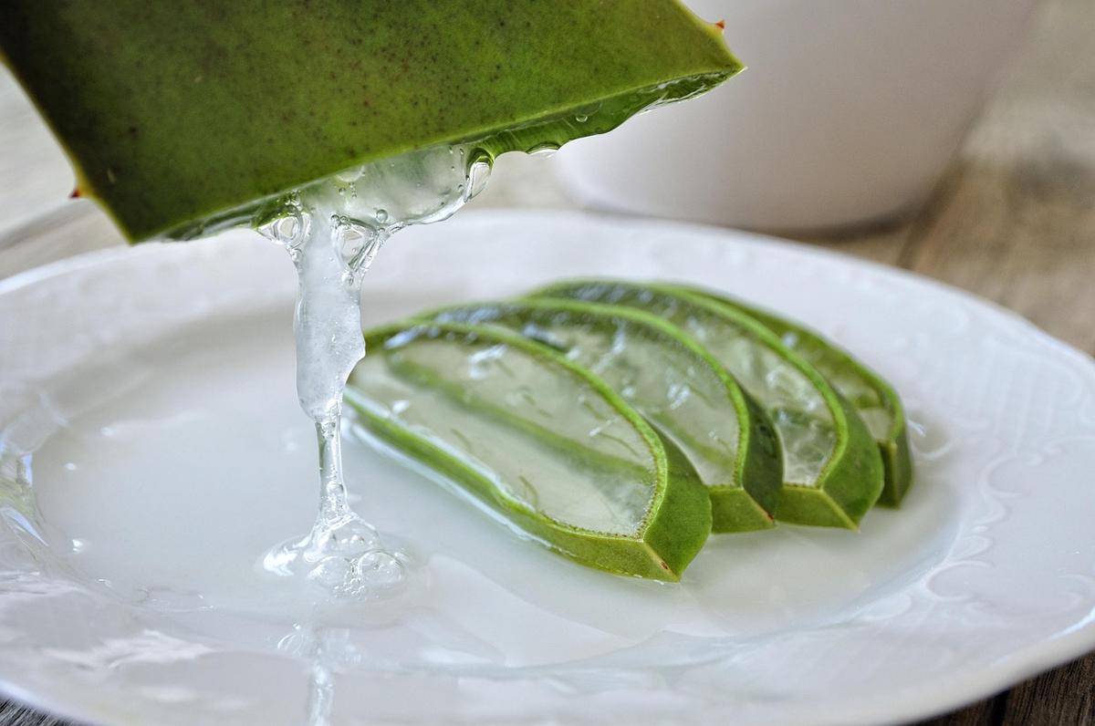 Lidah Buaya (pixabay.com/RosinaS)