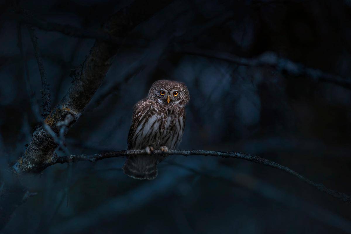 Burung hantu termasuk hewan nokturnal yang mengandalkan Bulan untuk beraktivitas. (pixabay.com/Erik_Karits)