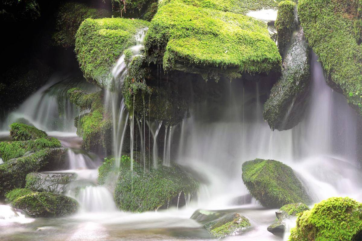ilustrasi lumut air terjun (pixabay.com/ajs1980518)