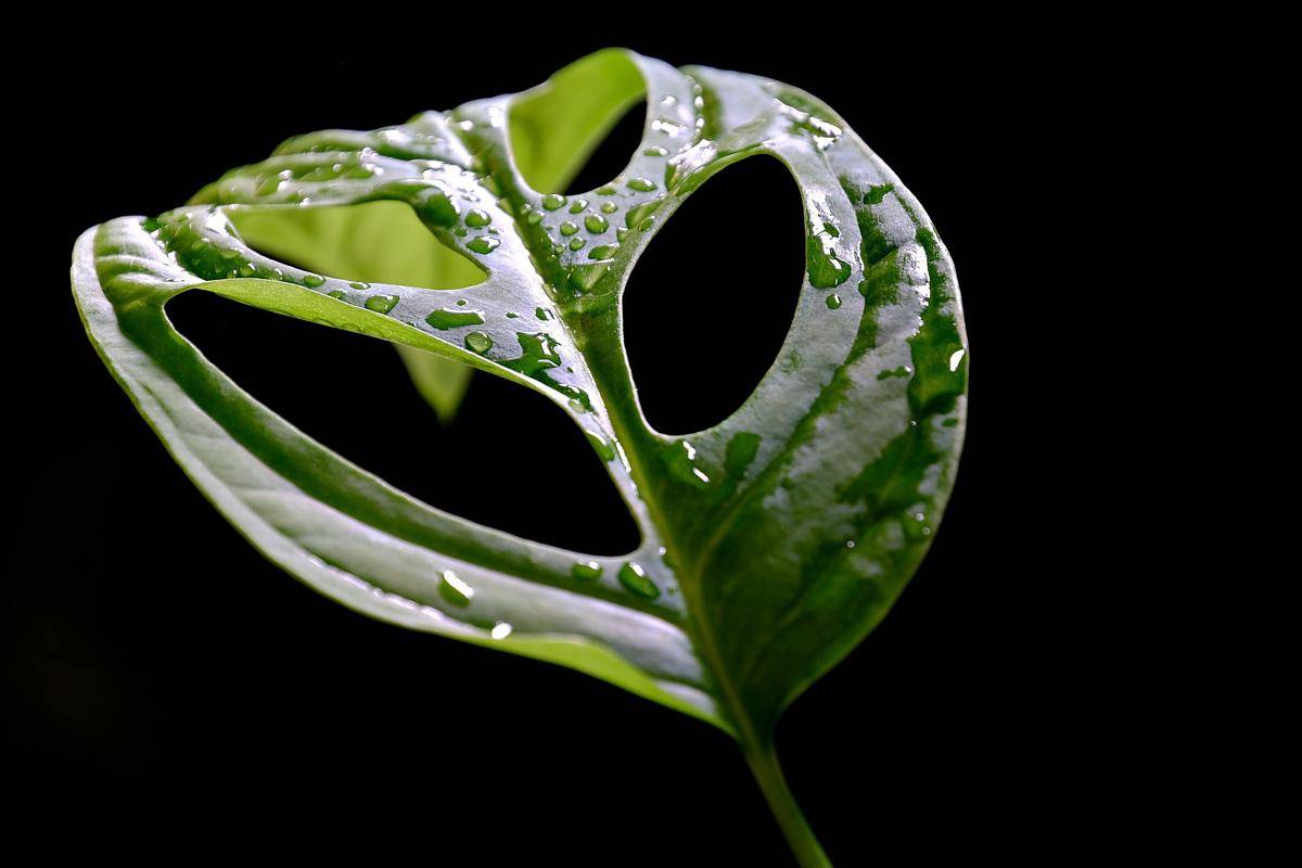 ilustrasi monstera (pixabay.com/ ignartonosbg)