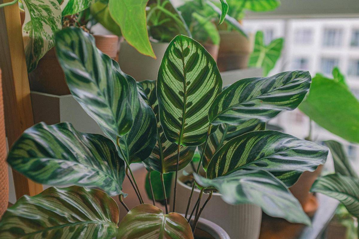 ilustrasi calathea (pexels.com/Huy Phan)