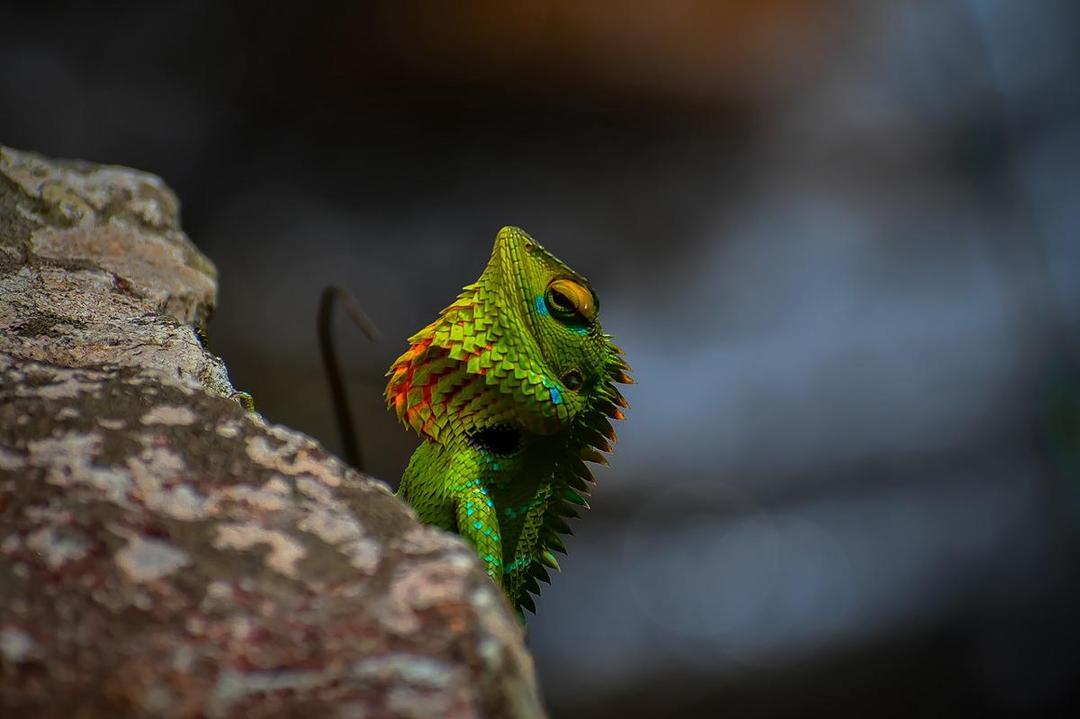 Kadal Berkembang Biak dengan Cara Apa? Mari Kita Ulik