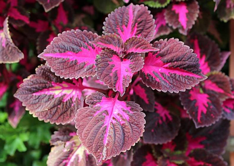 potret coleus (commons.wikimedia.org/W. Bulach)