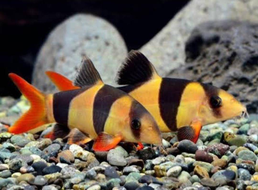Ikan Botia dari perairan Muba. (Google)