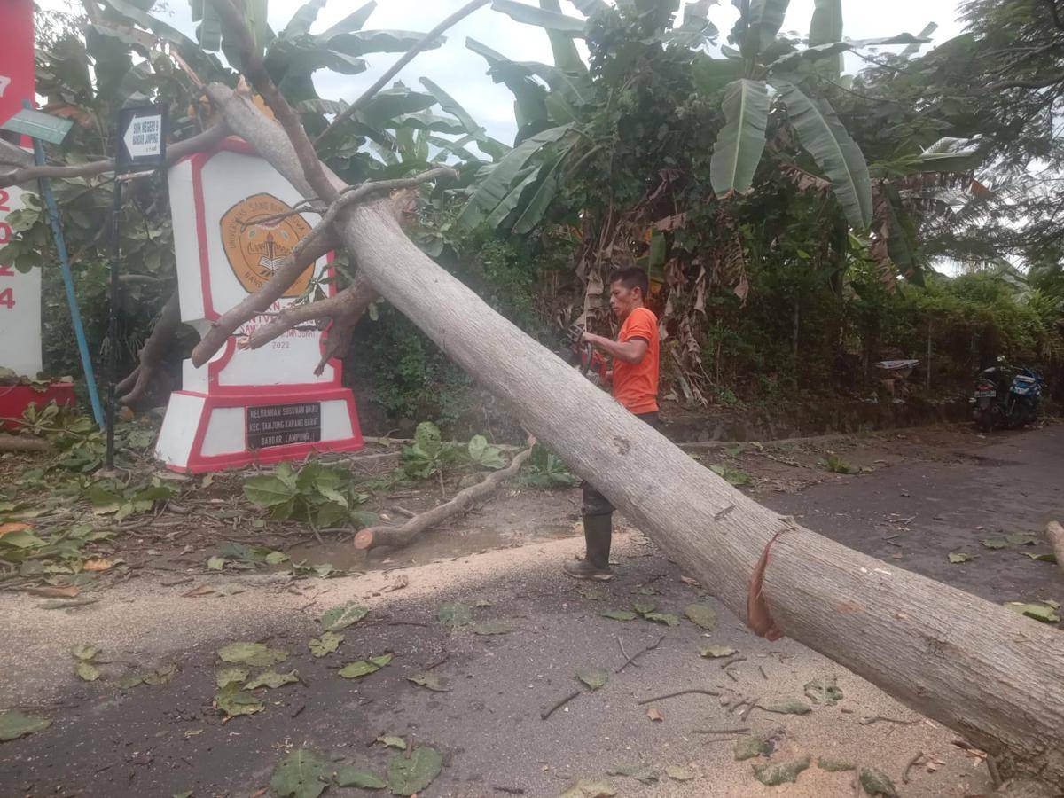 Pohon tumbang di Bandar Lampung. (IDN Times/BPBD)