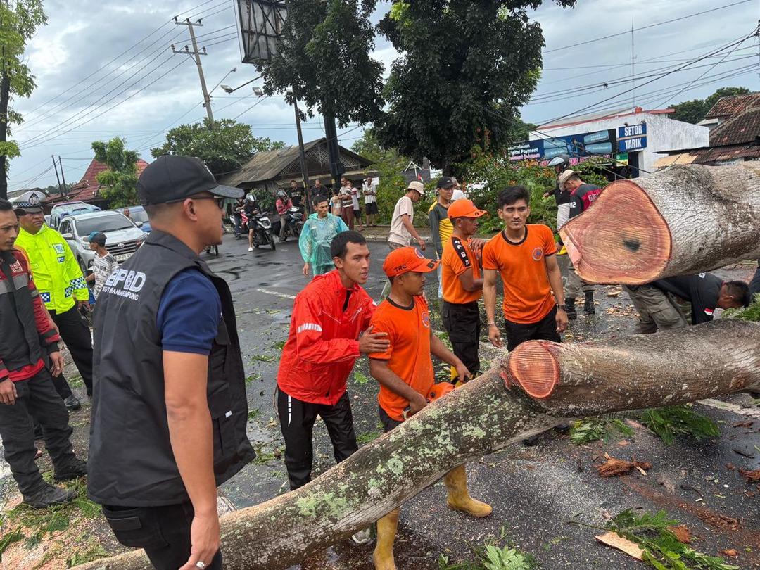 Angin Kencang Sambangi Bandar Lampung Picu Pohon Tumbang di Beberapa Titik
