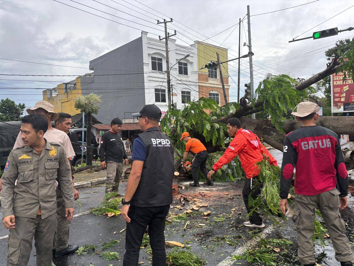 Pohon tumbang di dekat terminal Rajabasa Bandar Lampung. (IDN Times/BPBD)