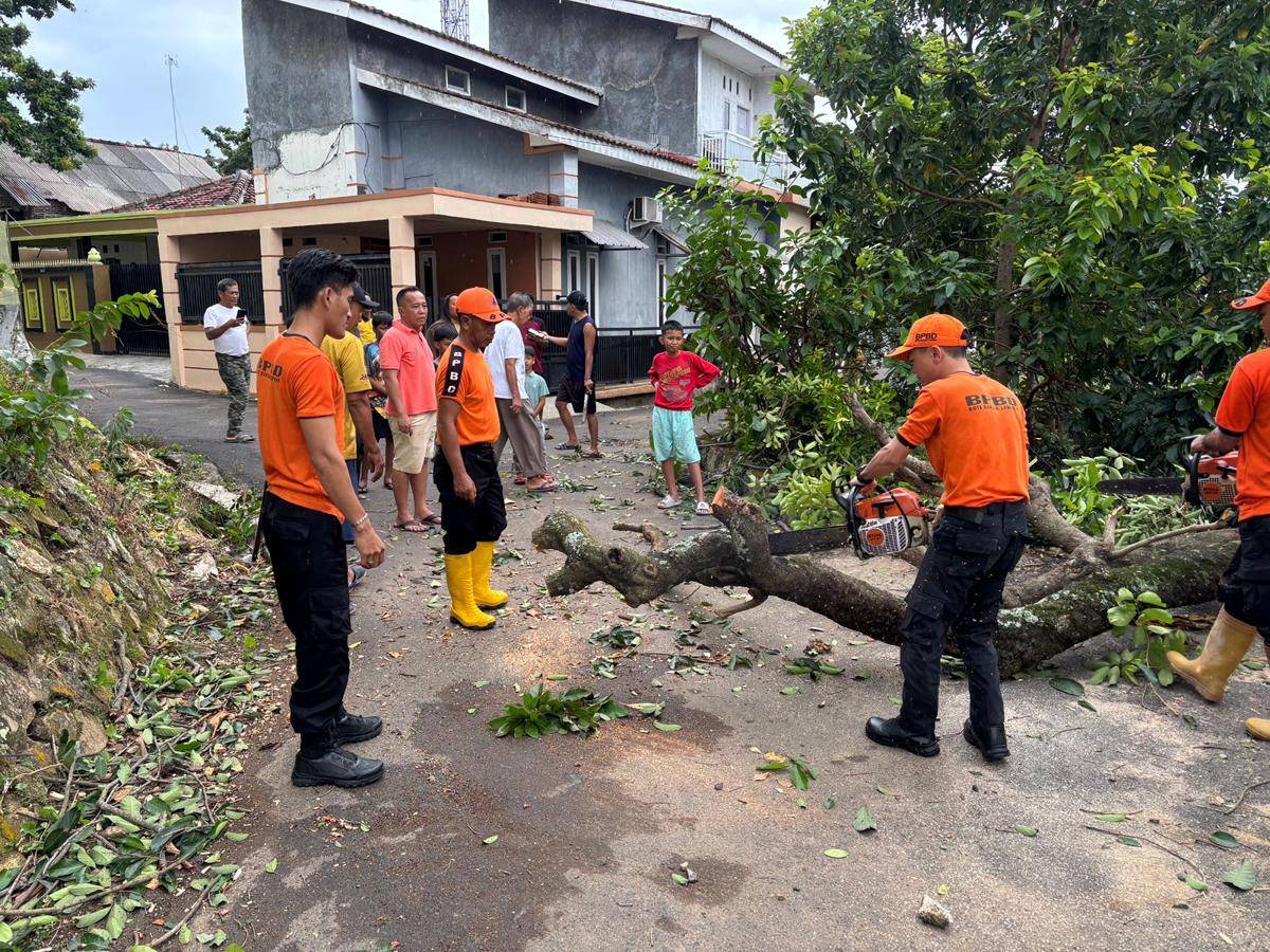 Pohon tumbang di Bandar Lampung. (IDN Times/BPBD)