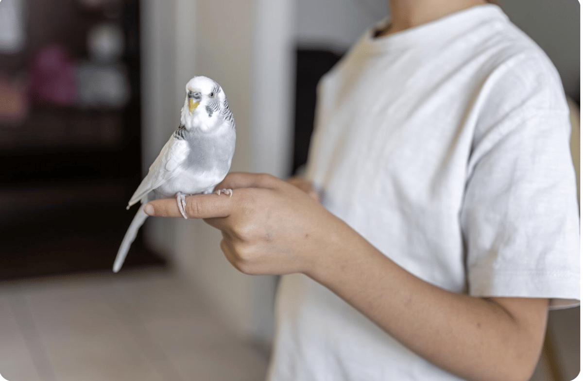 ilustrasi burung peliharaan