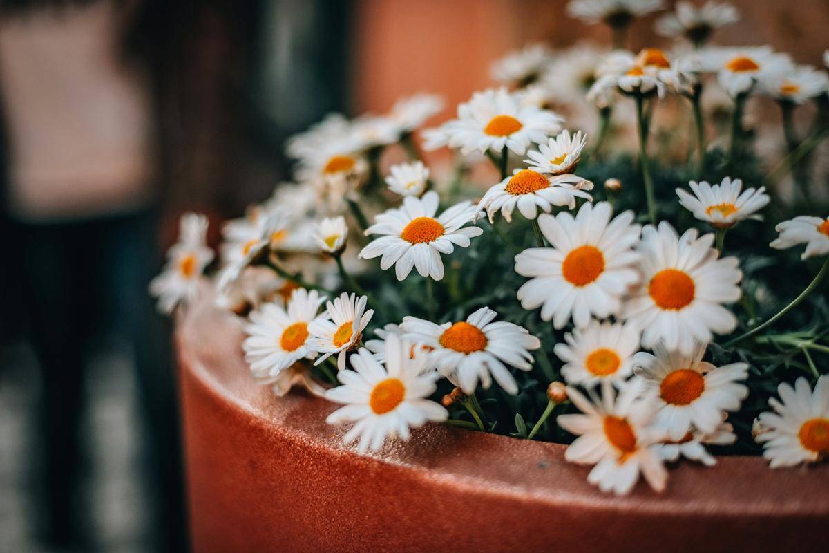 ilustrasi tanaman hias dalam pot (unsplash.com/alexxsvch)