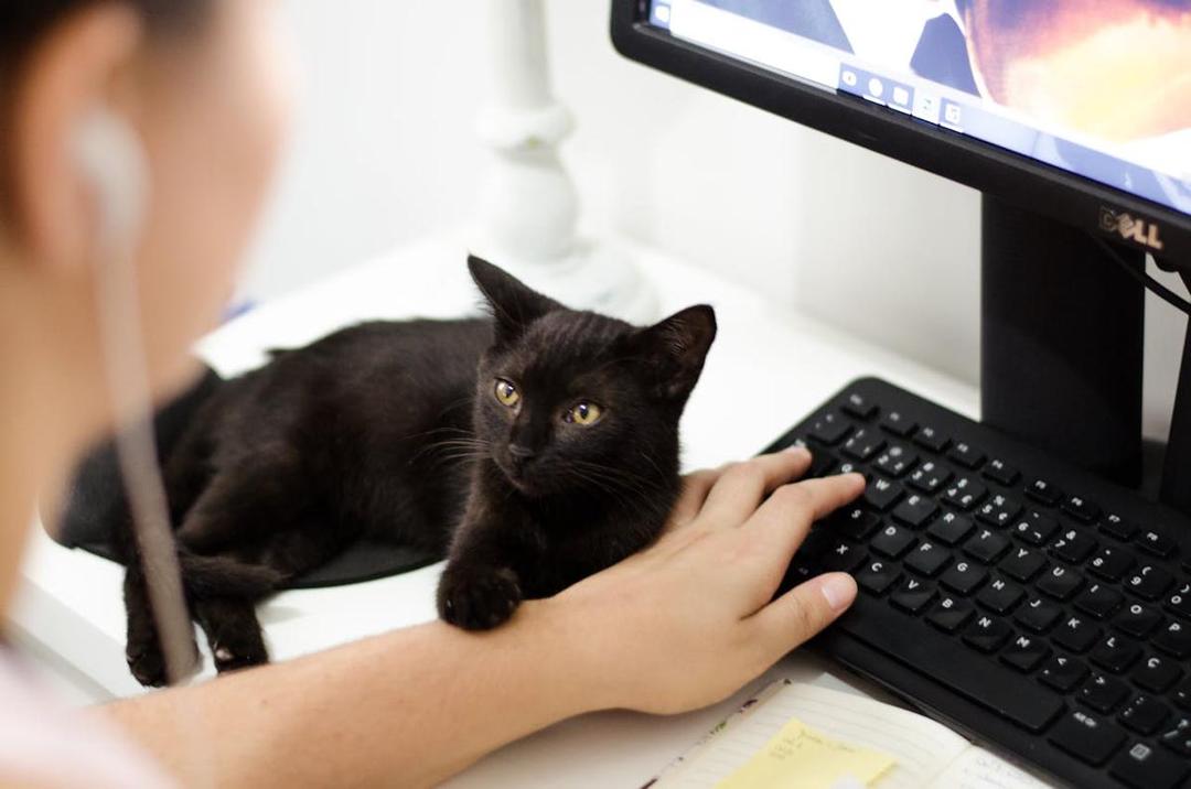 5 Cara Kucing Mengenali Emosi Pemiliknya