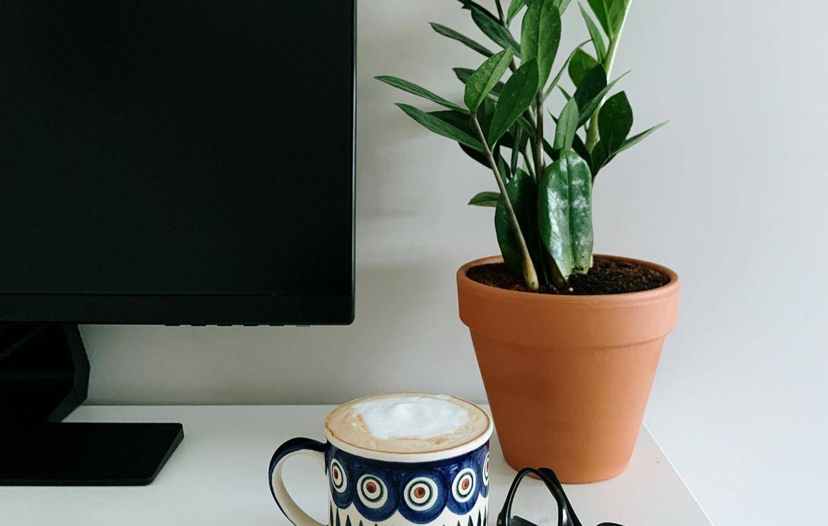 ilustrasi ZZ plant di meja kerja (unsplash.com/Pino Nguyen)