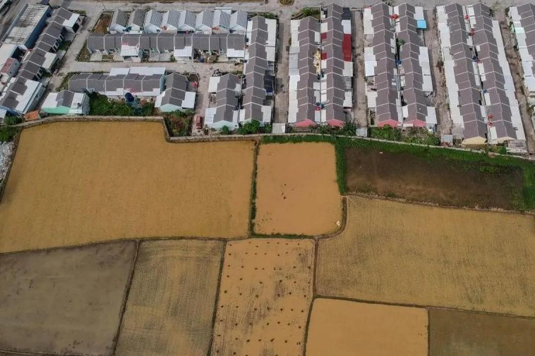 3.000 Ha Sawah di Kabupaten Serang Alih Fungsi Jadi Industri dan Rumah