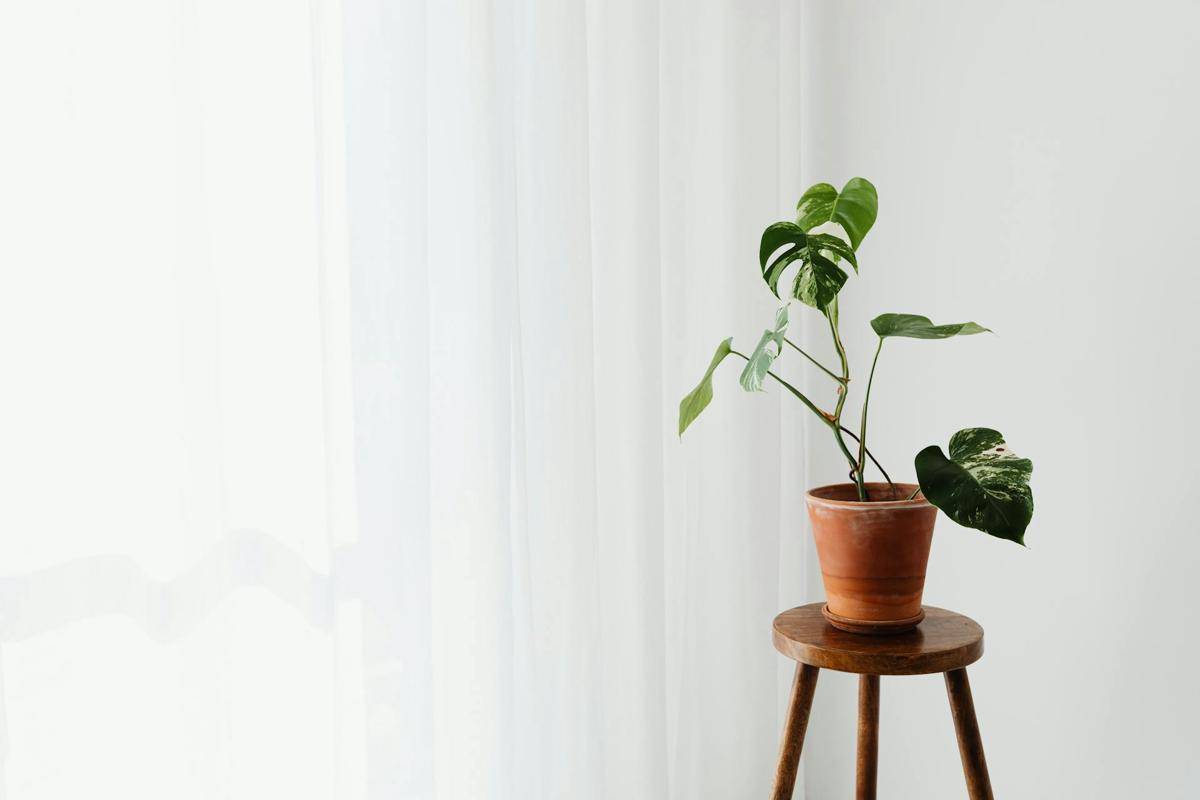 ilustrasi monstera