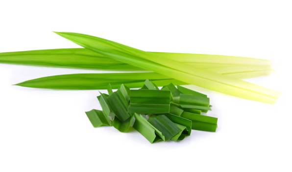 ilustrasi daun pandan (freepik.com/background)