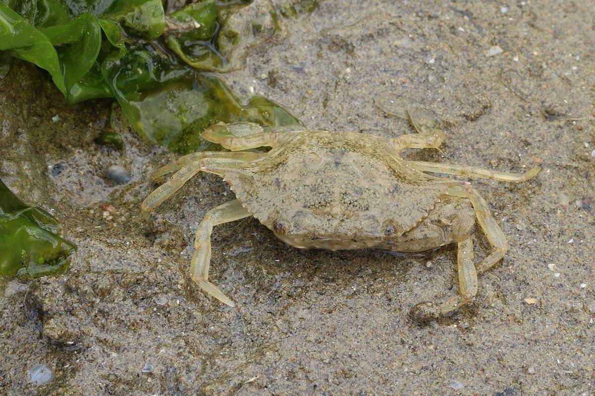 Kepiting biru (commons.wikimedia.org/Holger Krisp)