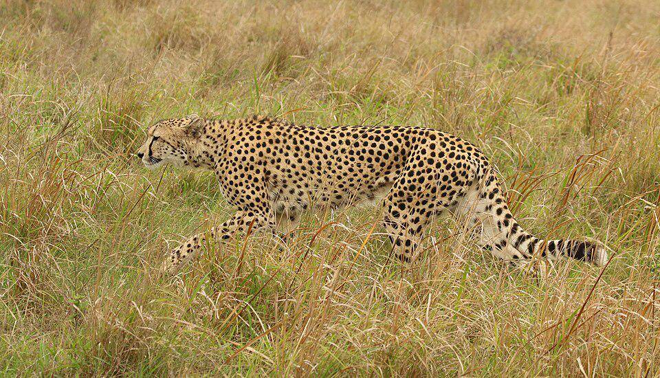 cheetah afrika di padang rumput 
